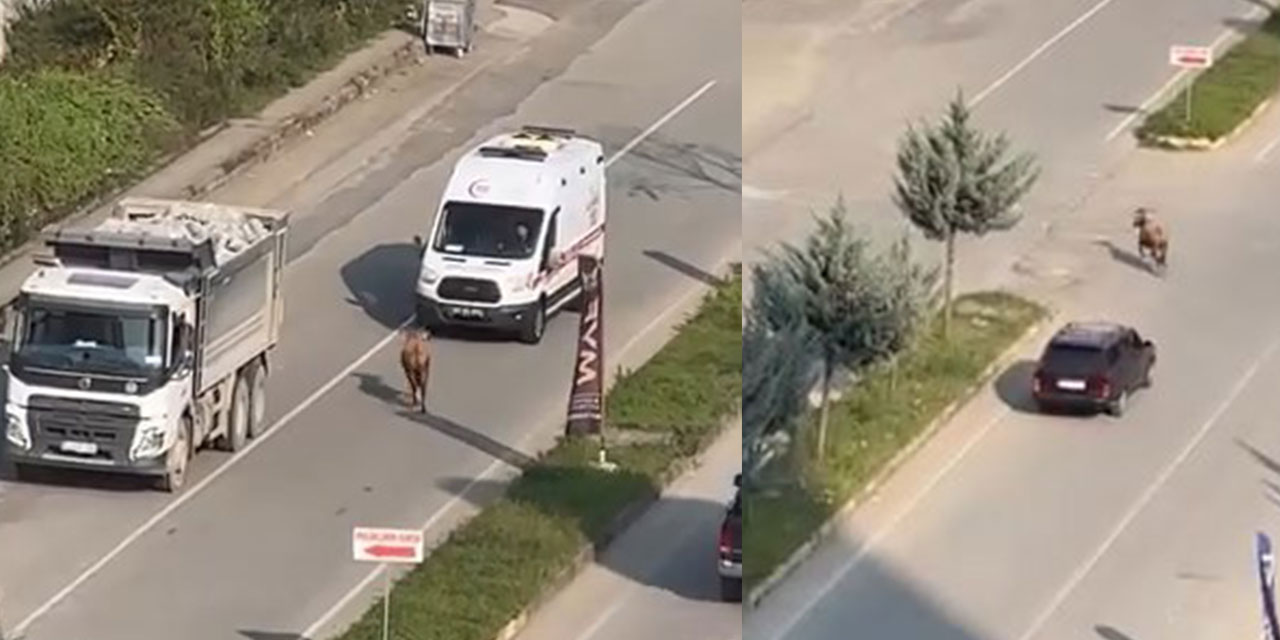 Rize’de kaçan inek sürücülere zor anlar yaşattı; o anlar kamerada