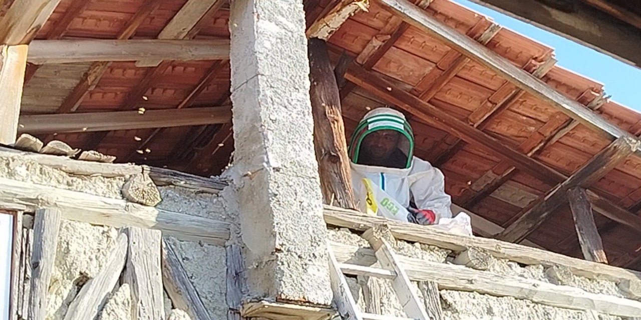 Evin çatısına yuva yapan eşek arıları hastanelik etti