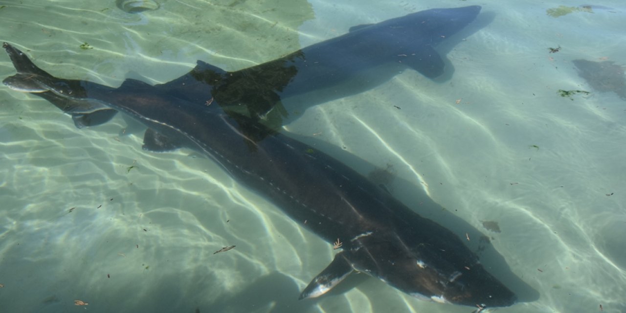 Trabzon'da mersin balığının korunması için 25 yıldır mücadele ediliyor