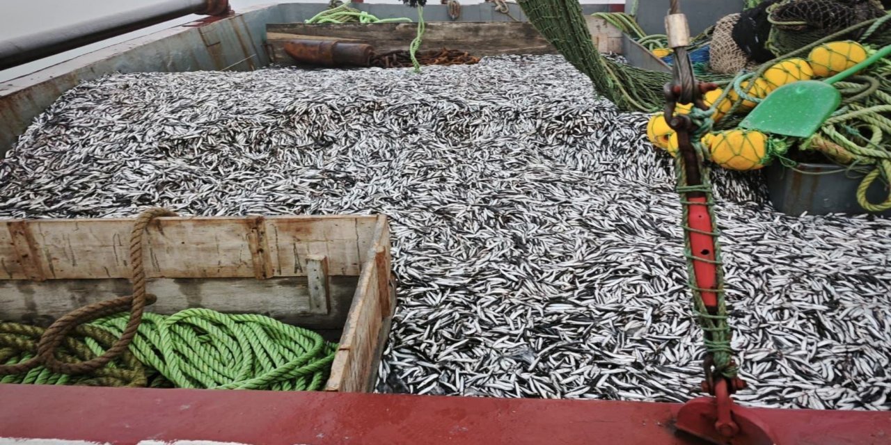 Samsun’da 1 milyon 843 bin 550 kilo hamsi denetlendi