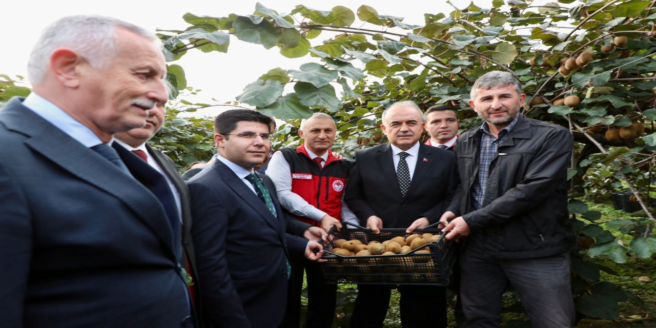 Ordu'da kivi hasadına başlandı