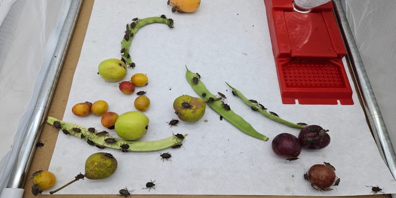 Artvin'de başlayan zararlı, Marmara'ya ulaştı