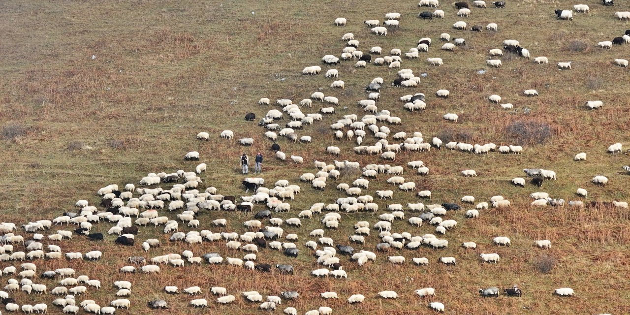 Zirvedeki Saveriksa Yaylası'nda besicilerin mesaisi sürüyor