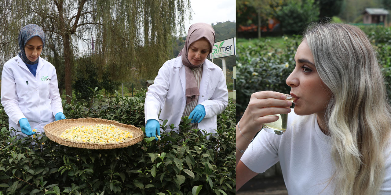 ÇAYMER, bu yıl 50 kilogram çiçek çayı üretti