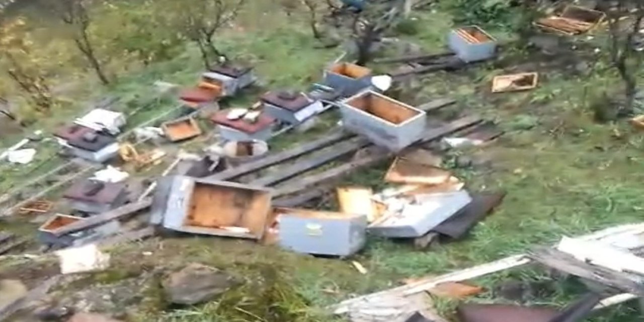 Araklı'da ayılar 50'den fazla kovanı telef etti