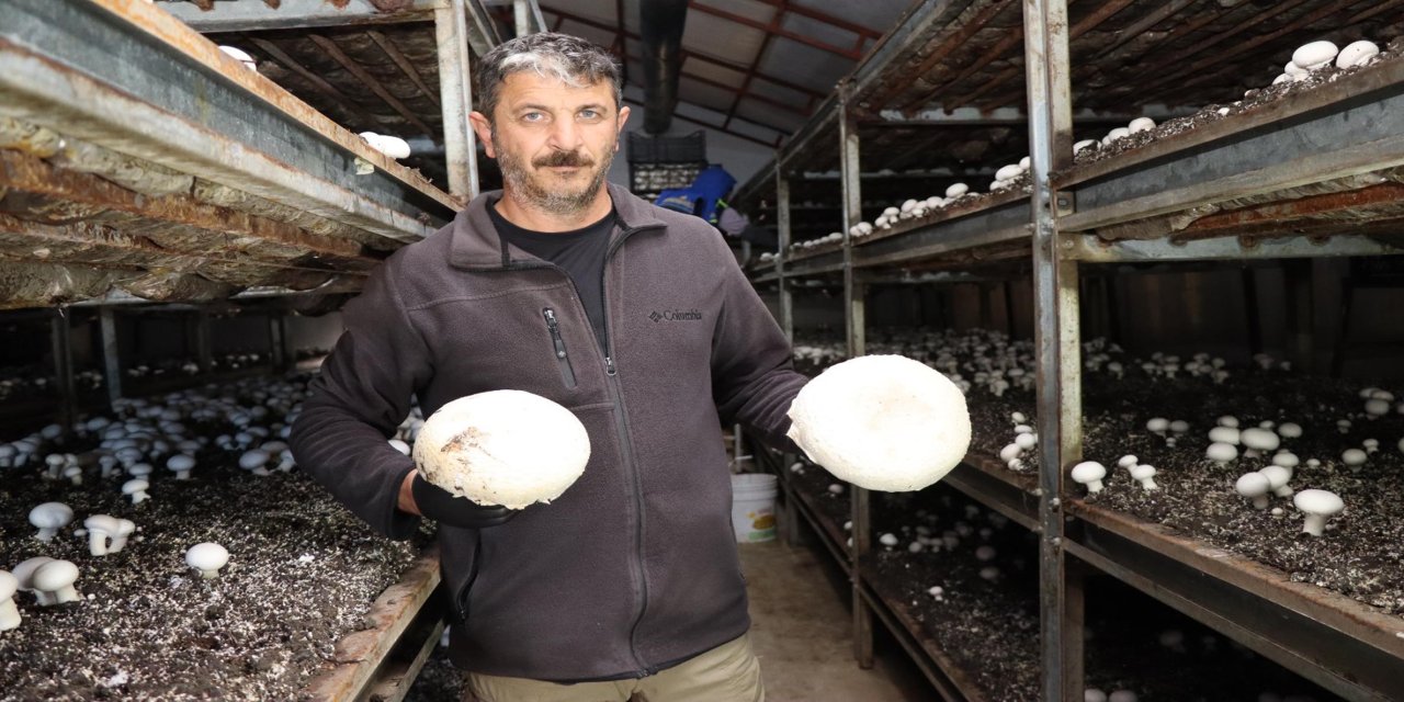 Metropol hayatını bıraktı, memleketinde mantar üretim çiftliği kurdu