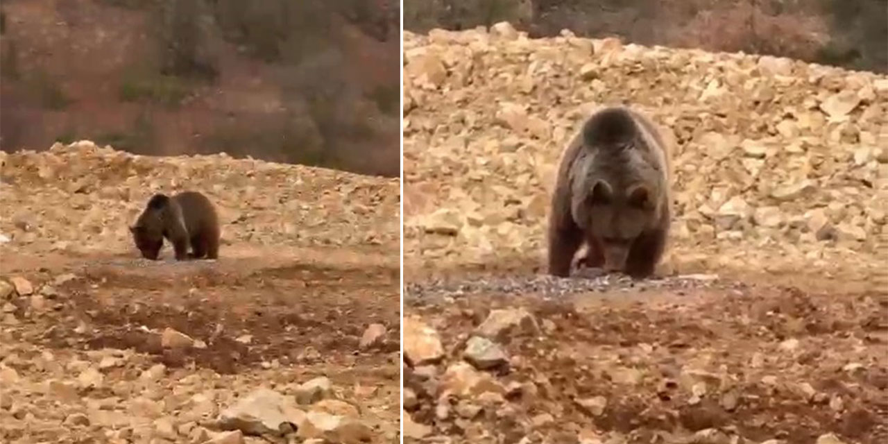 Yol kenarındaki ayıya 'hamsi' ziyafeti verdiler