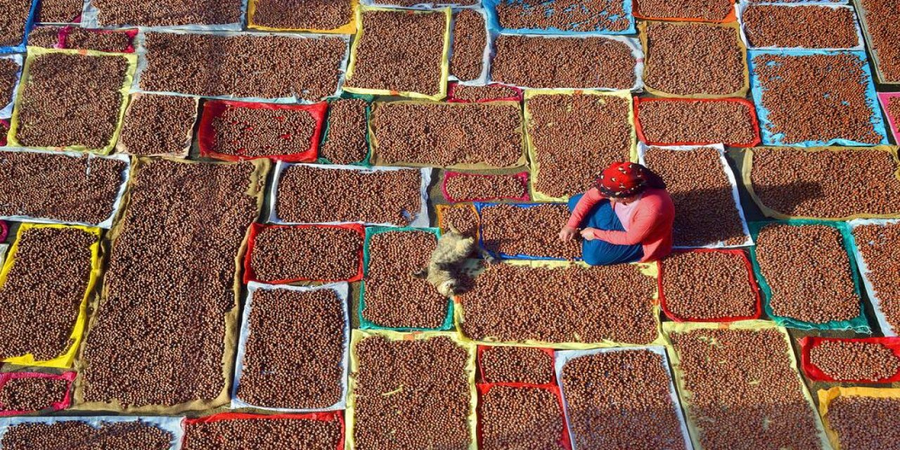 3'lü kıskaçtaki fındıkta düşük rekolteye rağmen hedef rekor ihracat