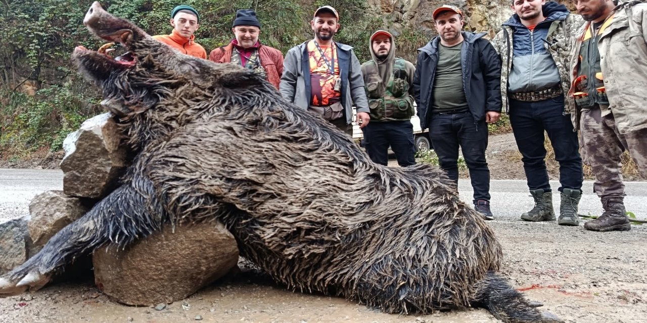 Trabzon'da sürek avında 300 kg'lık domuz fişeklerin hedefi oldu