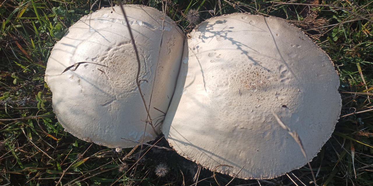 Doğada büyüyen dev mantarlar şaşkına çevirdi