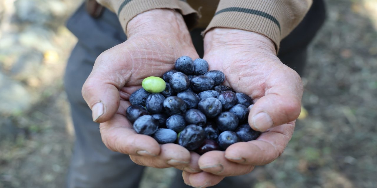 Artvin'de Butko Zeytininin hasadı devam ediyor