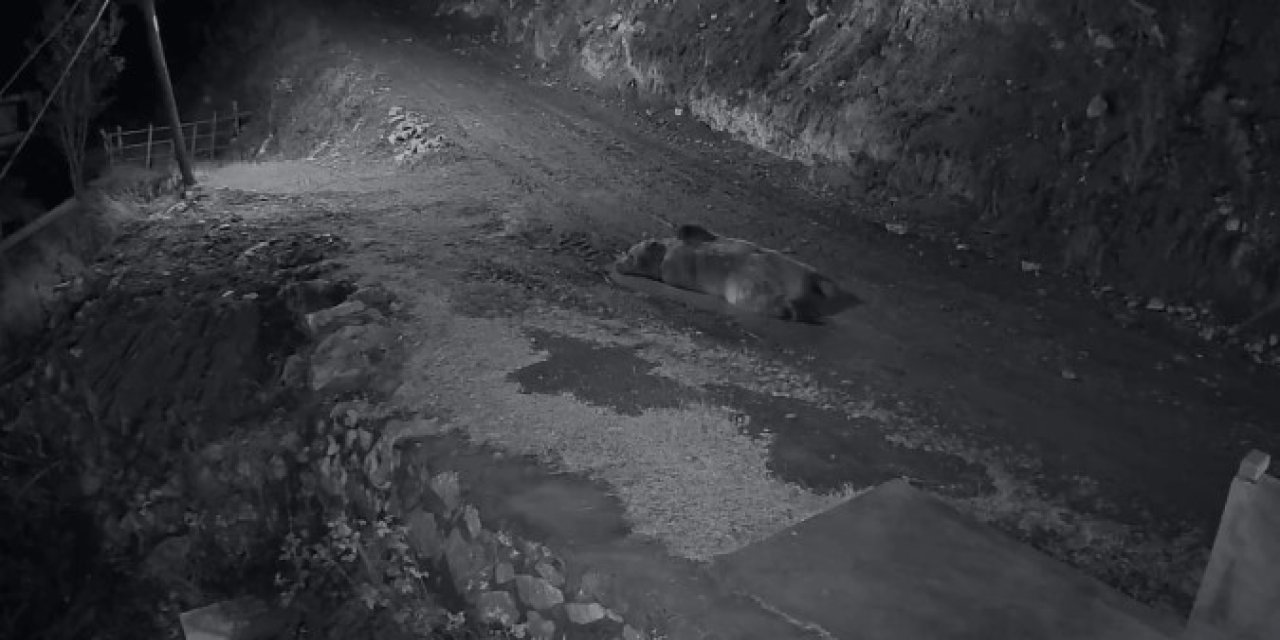 Mahalleliyi canından bezdiren ayının evinin önünde yattığını görünce kamyoneti ile peşine düştü