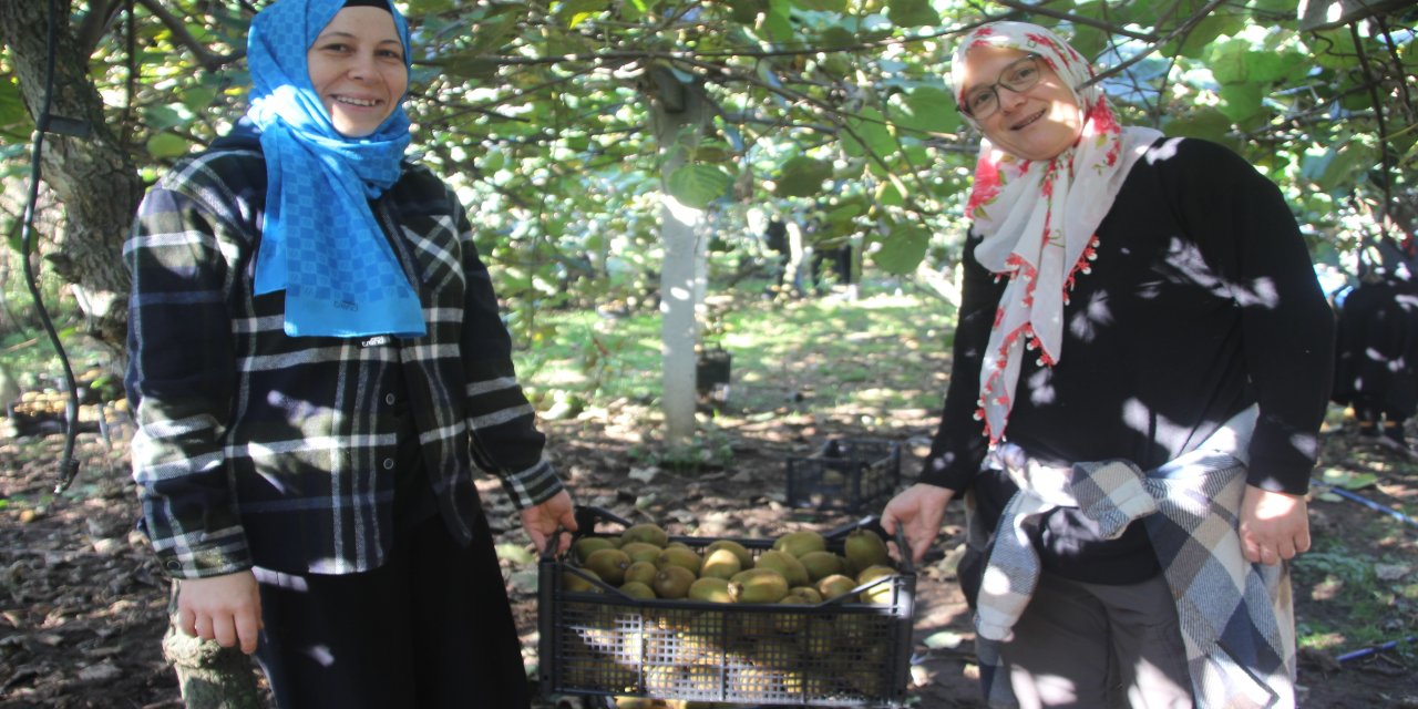 Ordu kivisinde rekolte hedefi 6 bin 200 ton: Ekonomiye katkısı yaklaşık 500 milyon TL