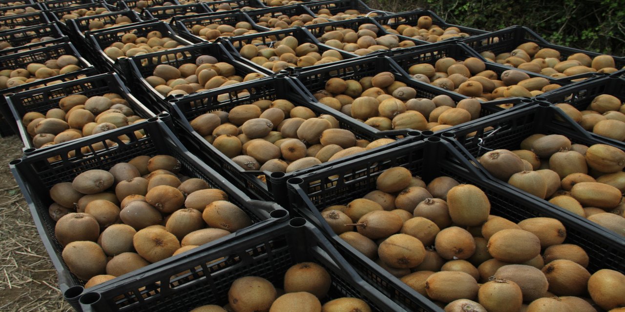 Kivide 13 bin 800 ton hasat