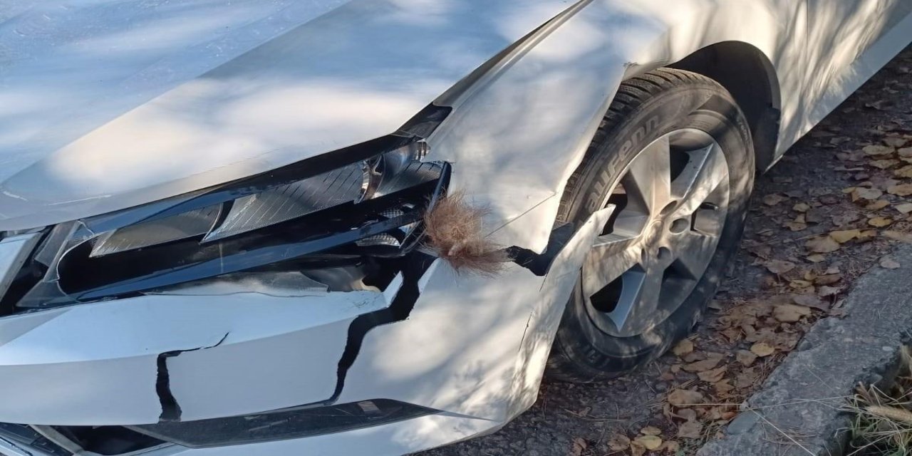 Otomobil ayıya çarptı