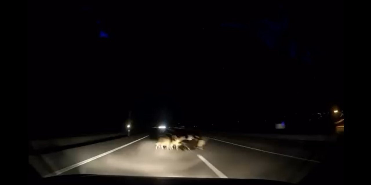 Tokat'ta otomobil sürüye çarptı: 12 koyun telef oldu