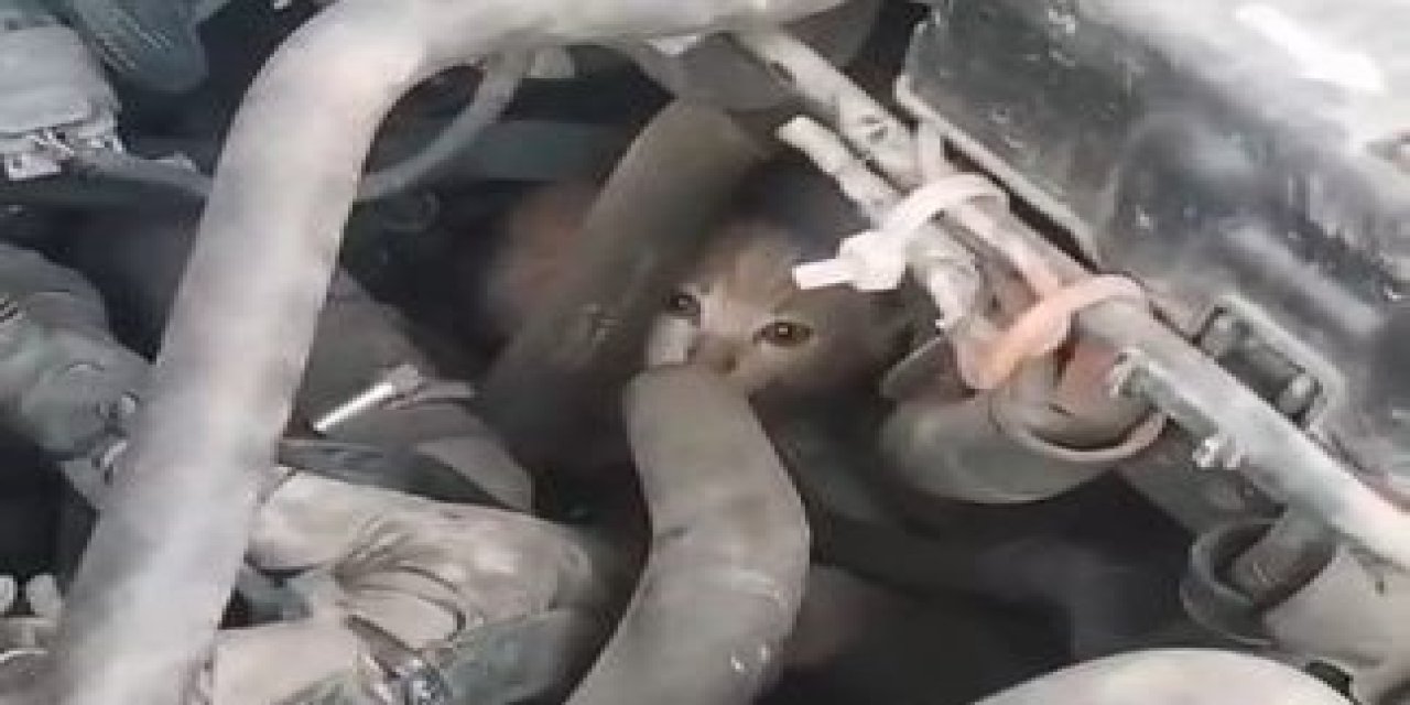 4 yavru kedinin dolmuş motorundaki yolculuğu Hopa'da son buldu