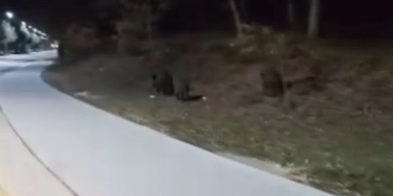 Aç kalan domuz sürüleri, üniversite kampüsüne indi