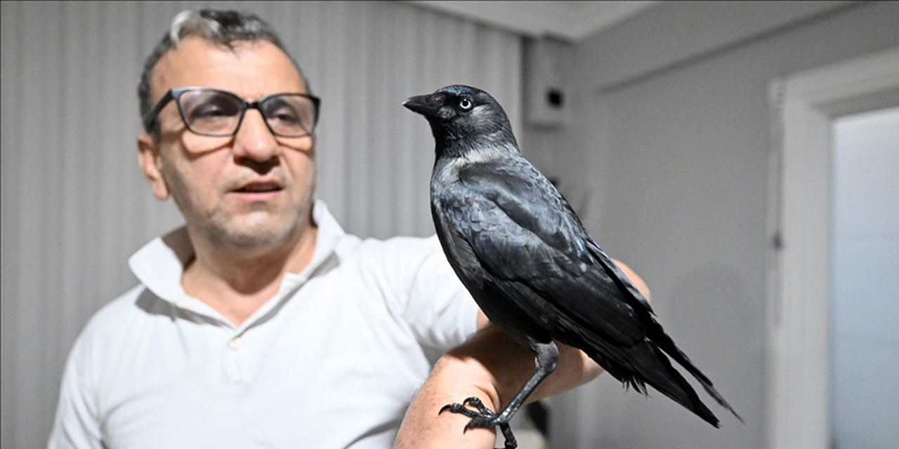 Sahiplendiği karga "Kömür" en yakın dostu oldu