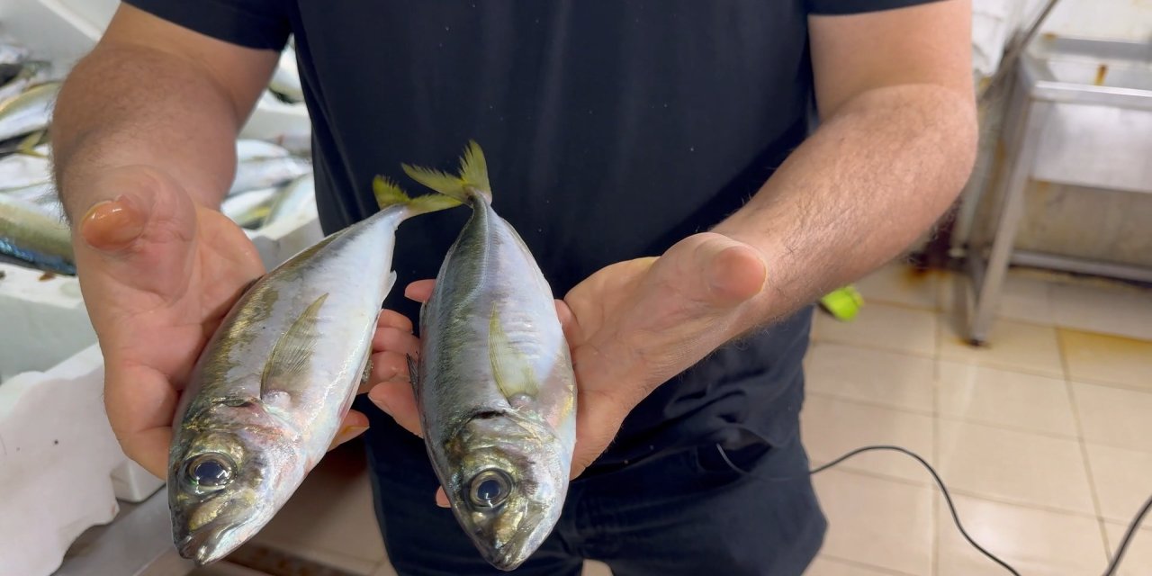 Karadeniz'de hamsi bereketi diğer balık türlerini de canlandırdı