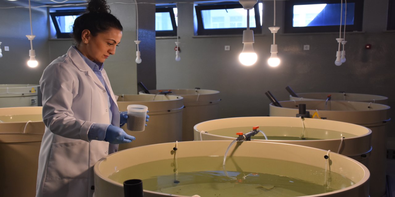 Kalkan balığının sürekliliği için 28 yılda 120 bin yavruyu Karadeniz'e bıraktılar