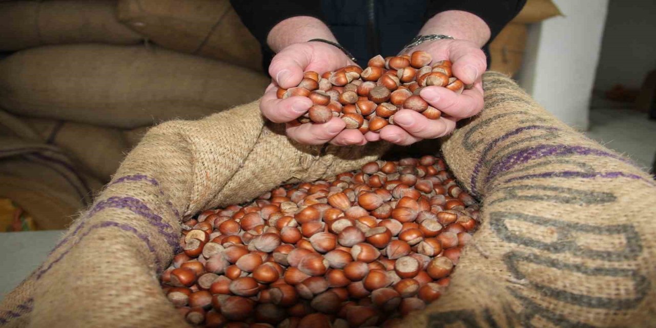 Giresun'da fındık fiyatları tekrar yükselişe geçti