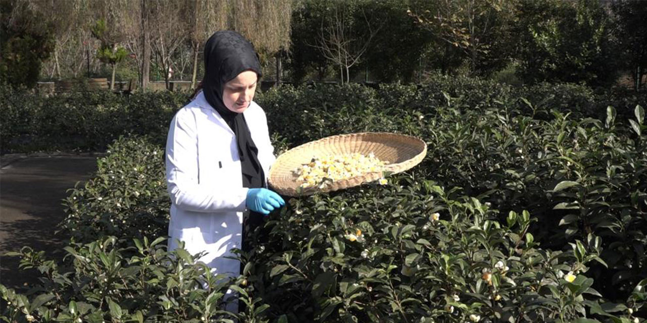 Çayın yeni ürünü ‘Çay çiçeği çayı' 6 bin TL'den satılıyor