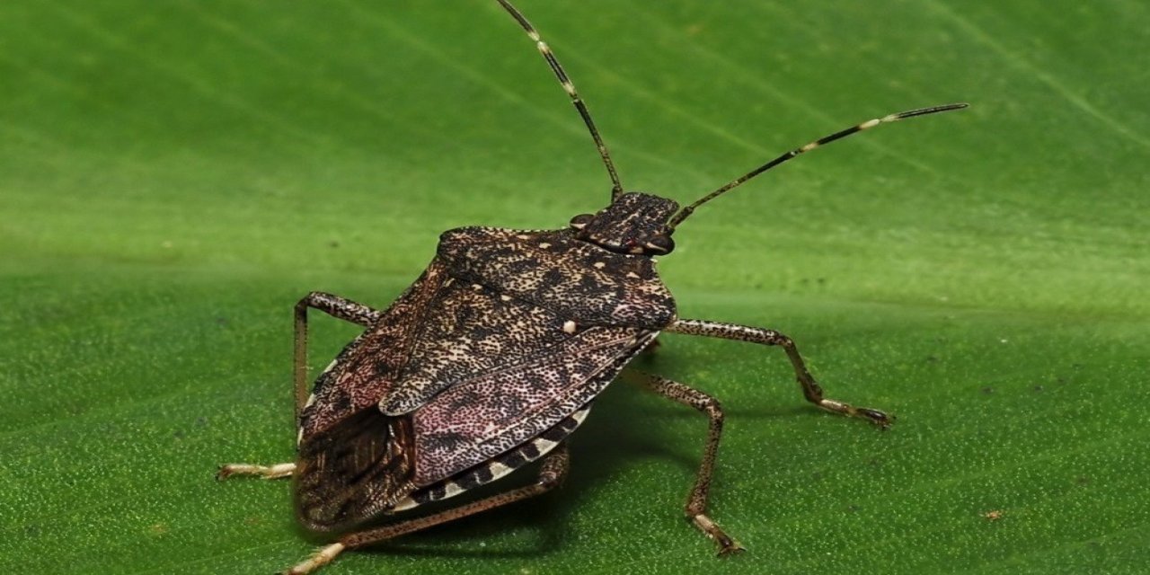 Kokarcanın fındıktaki zararı derinleşiyor