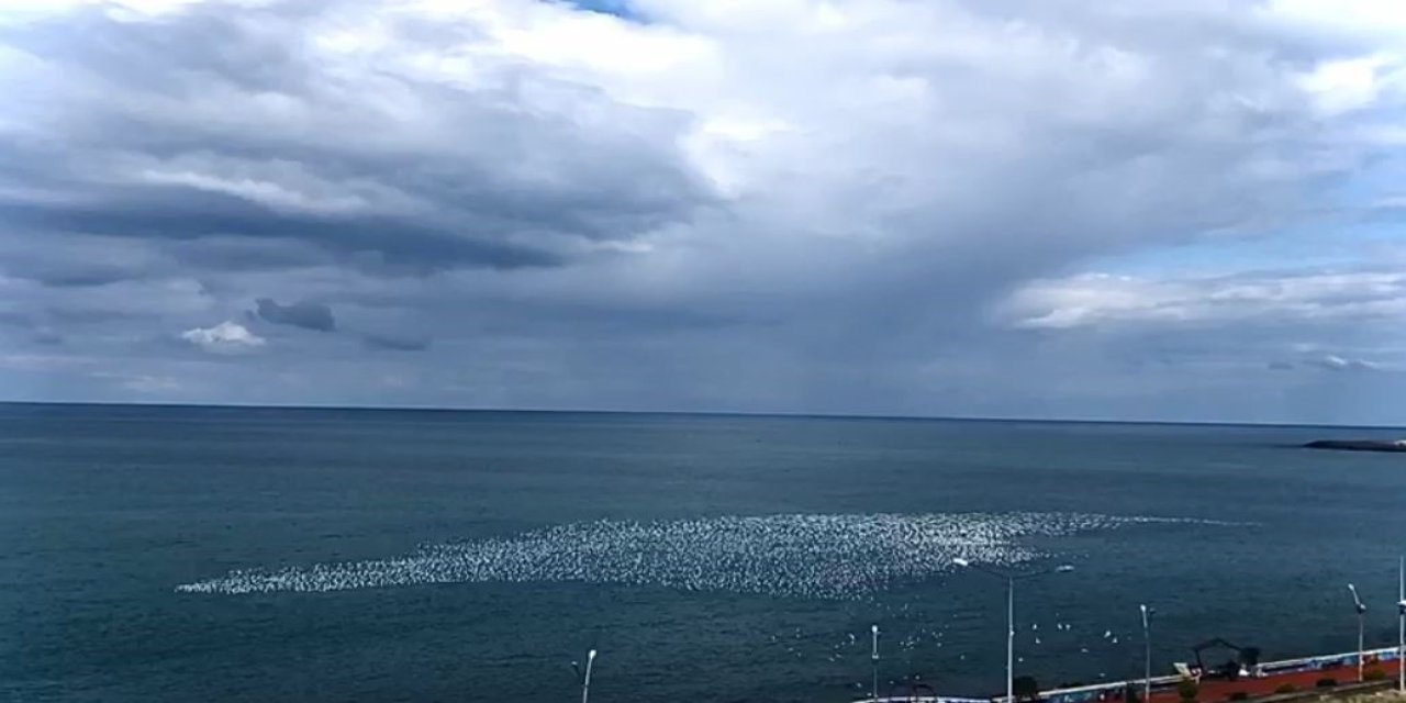 Martıların deniz üstündeki dansı izleyenleri hayran bıraktı