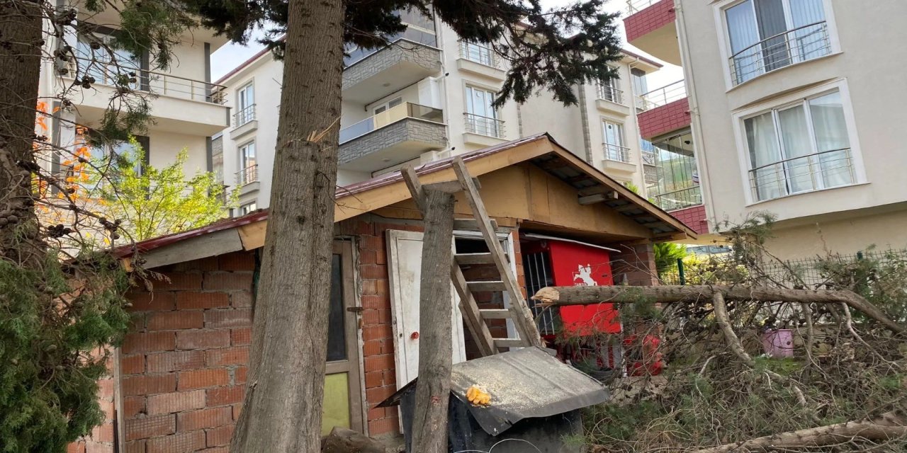 Sinop'ta ağaç budarken düşen vatandaş yaralandı