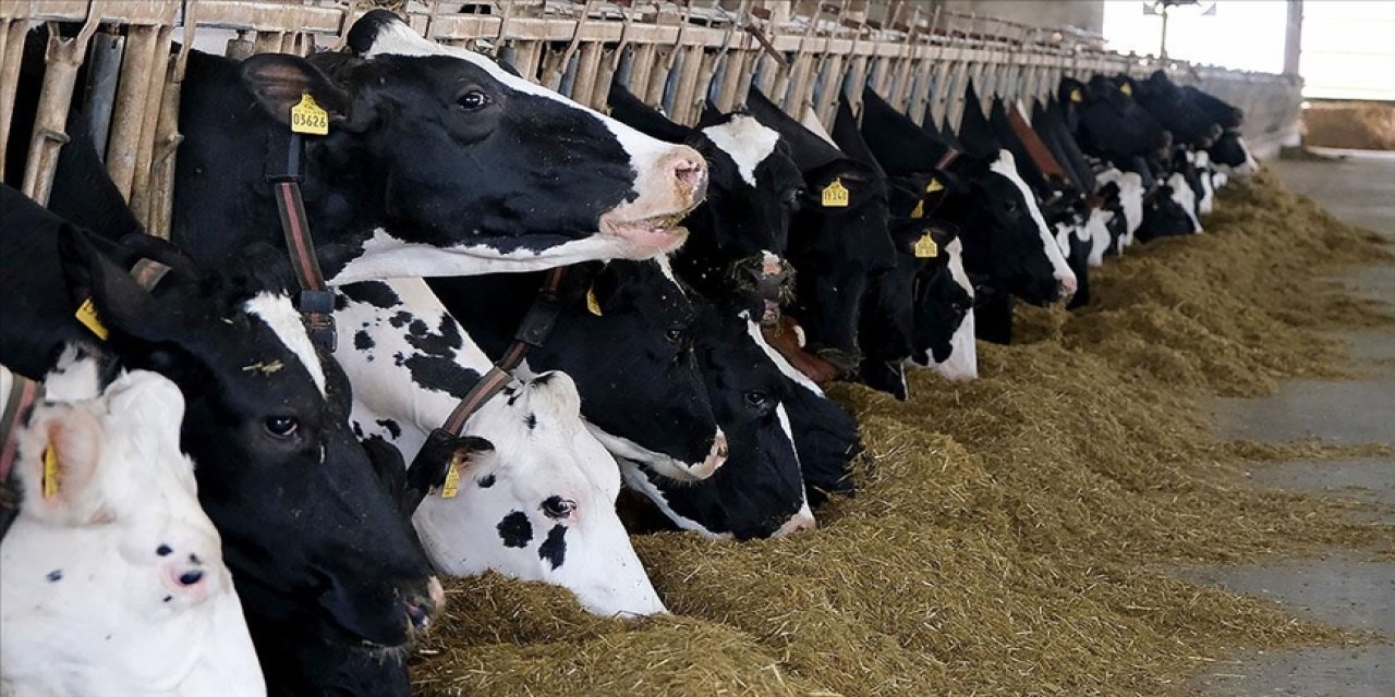 Türkiye'de et ve süt üretiminde arz sıkıntısı beklenmiyor