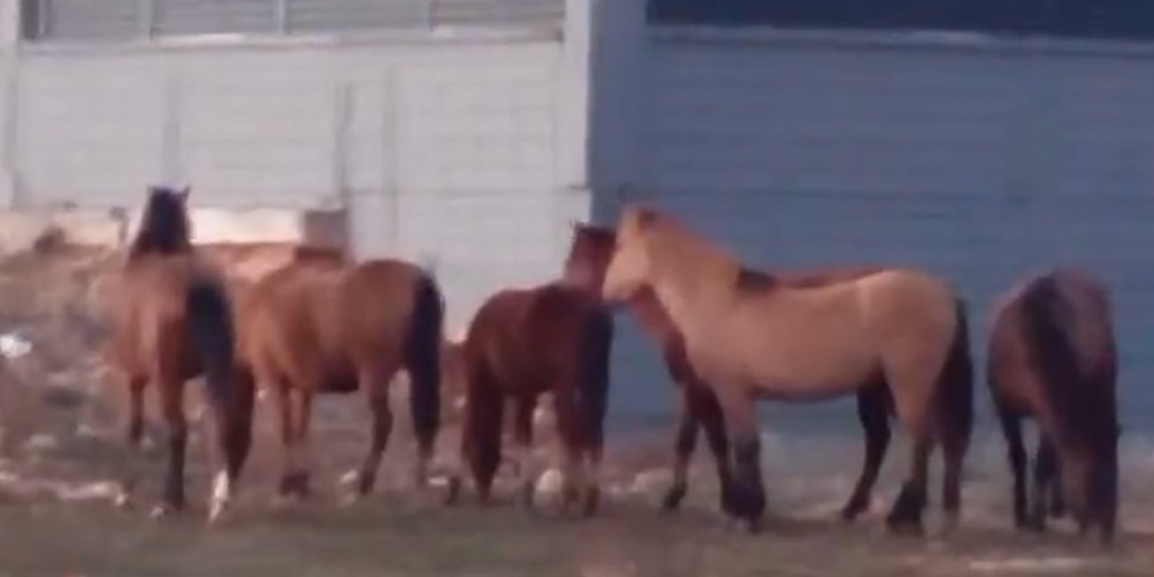 Aç kalan yılkı atları şehir merkezine indi