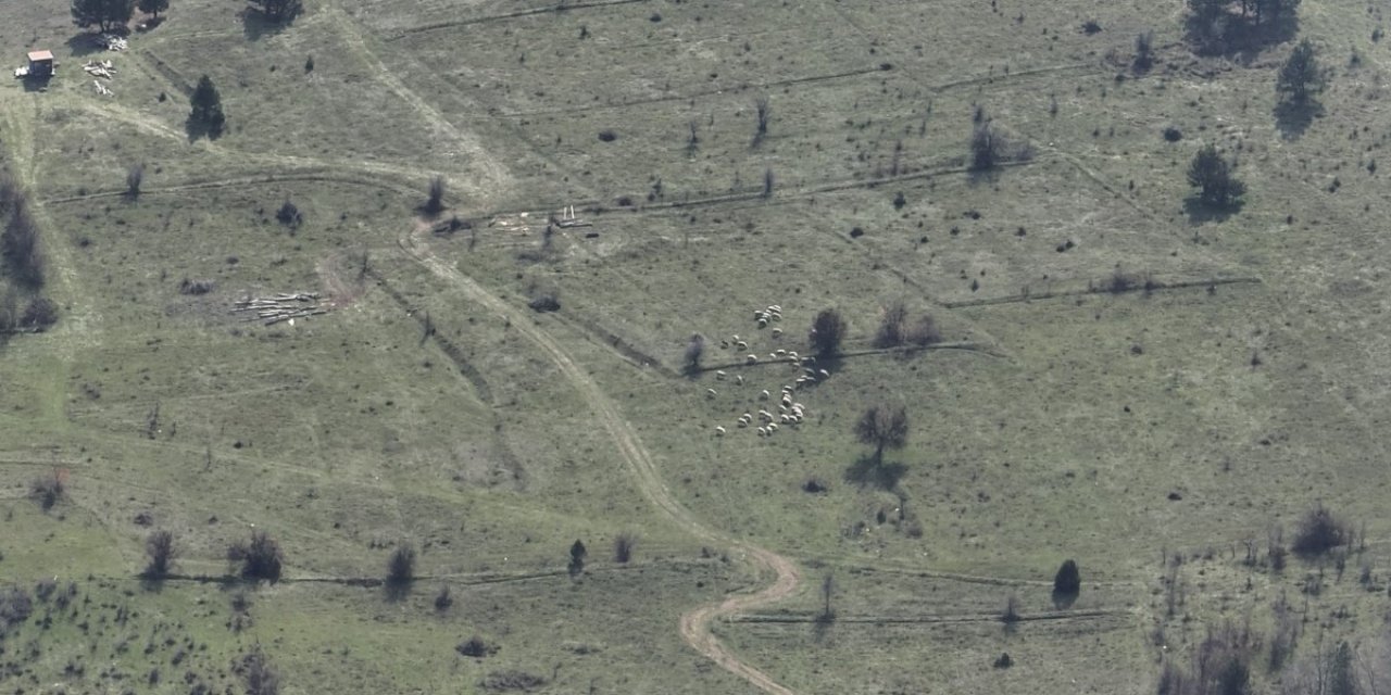 Bolu'da kaybolan küçükbaşlar, dronla bulundu