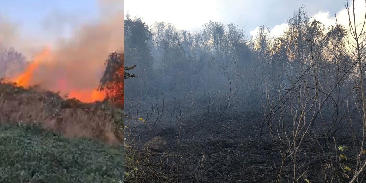 Hopa'da ziraat alanında çıkan yangın ormana sıçradı