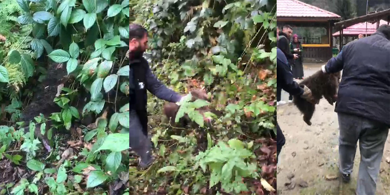 Rize'de ağaçta mahsur kalan yavru ayı, itfaiye tarafından kurtarıldı