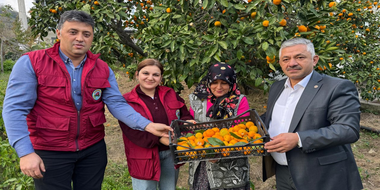 Ordu'da narenciye hasadına başlandı