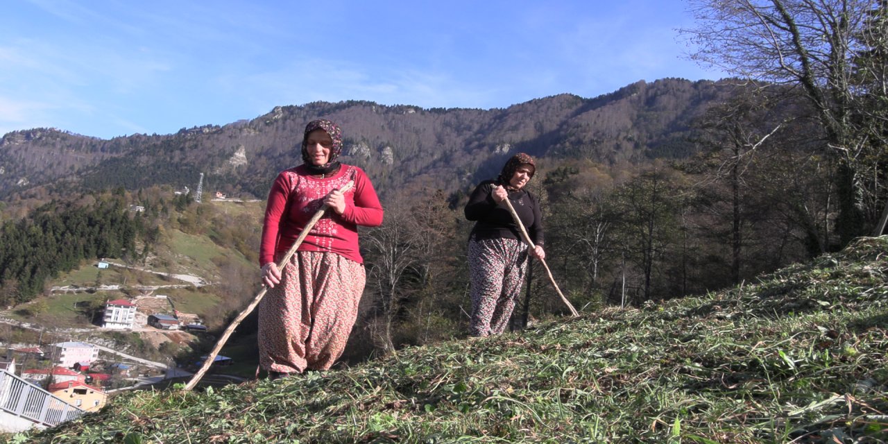 Karadeniz kadınının yayladan stadyuma uzanan Trabzonspor tutkusu