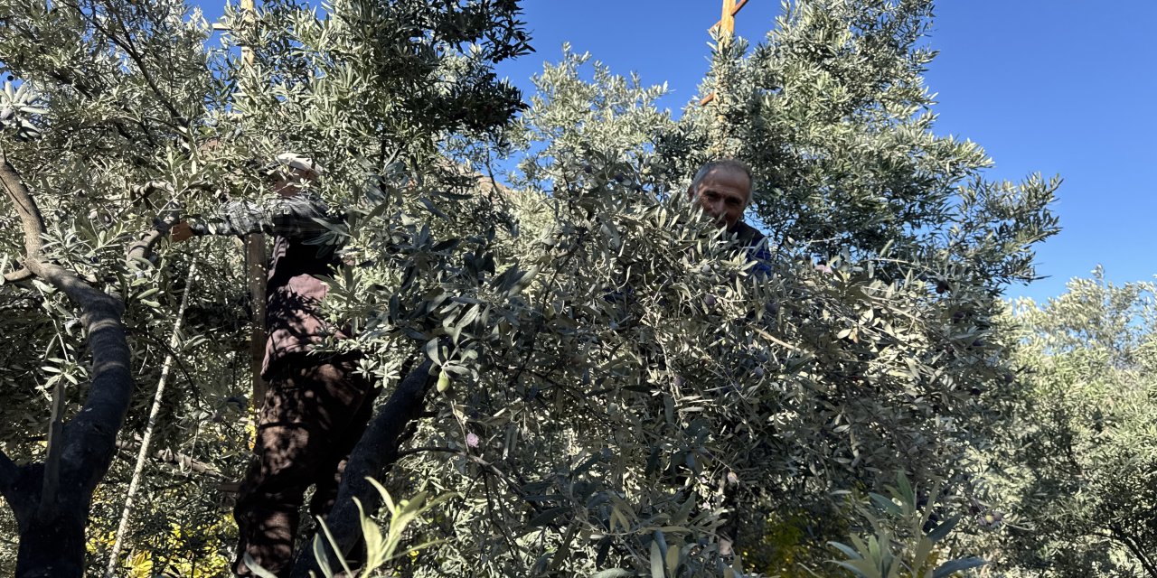 Babalarından öğrendikleri yöntemle 45 yıldır zeytinyağı üretiyorlar