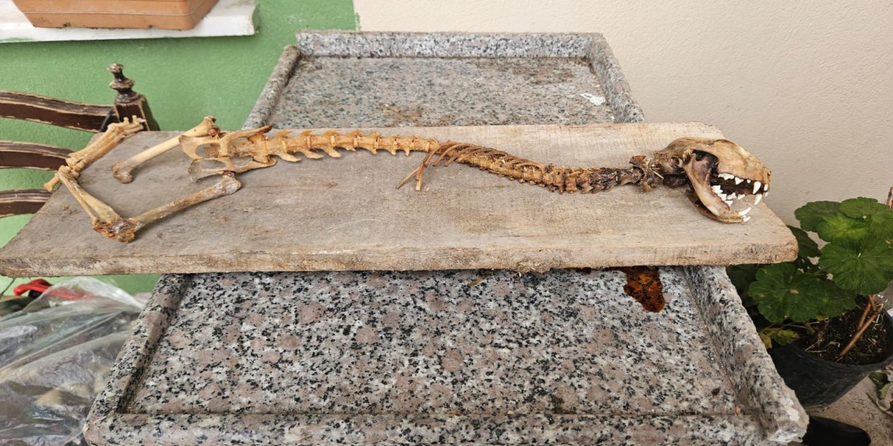 Artvin’de 55 santimetre boyunda hayvan iskeleti bulundu