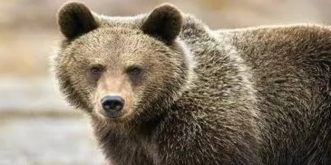 Rize'de ayı için sürek avı başlatıldı