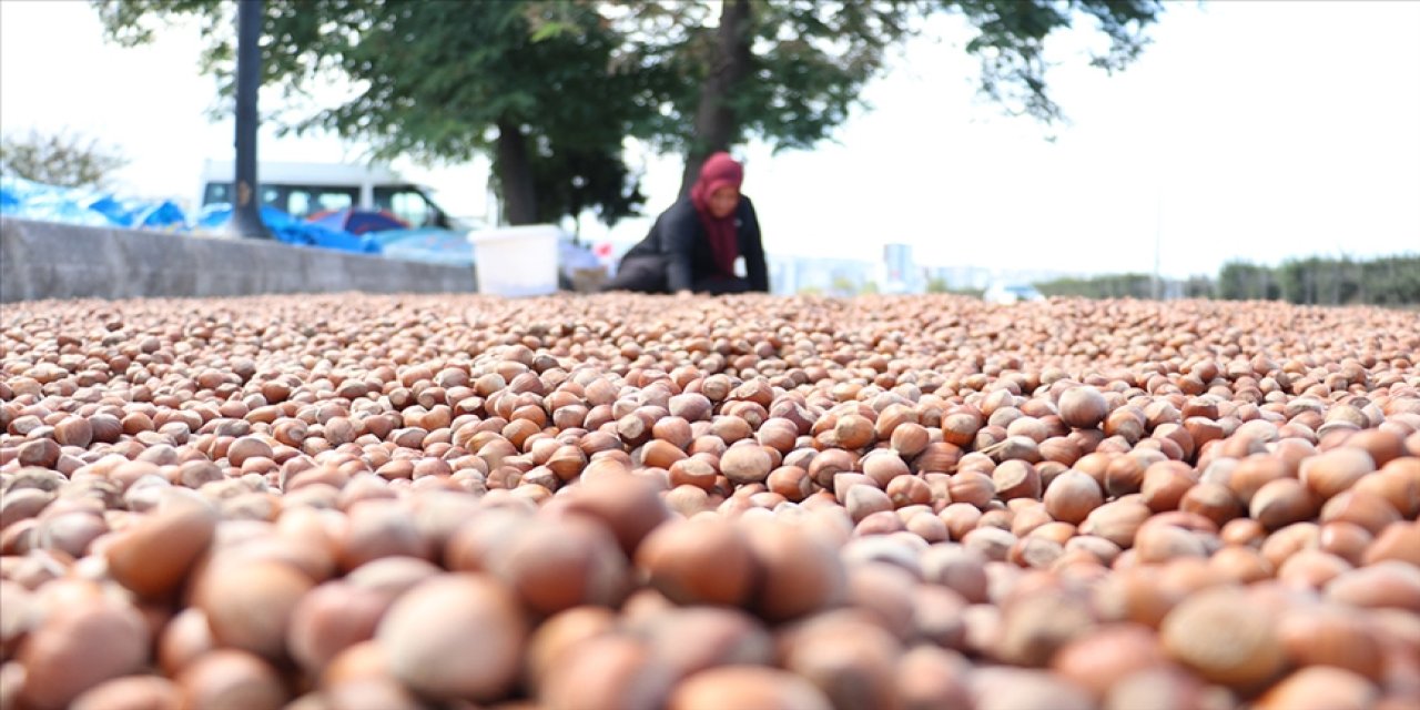 Ticaret borsalarında sezonun ilk üç ayında 138 bin tonu aşkın fındık işlem gördü