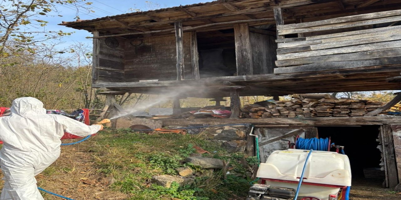 Ordu’da kahverengi kokarcayla mücadele için 50 bin kışlak ilaçlandı