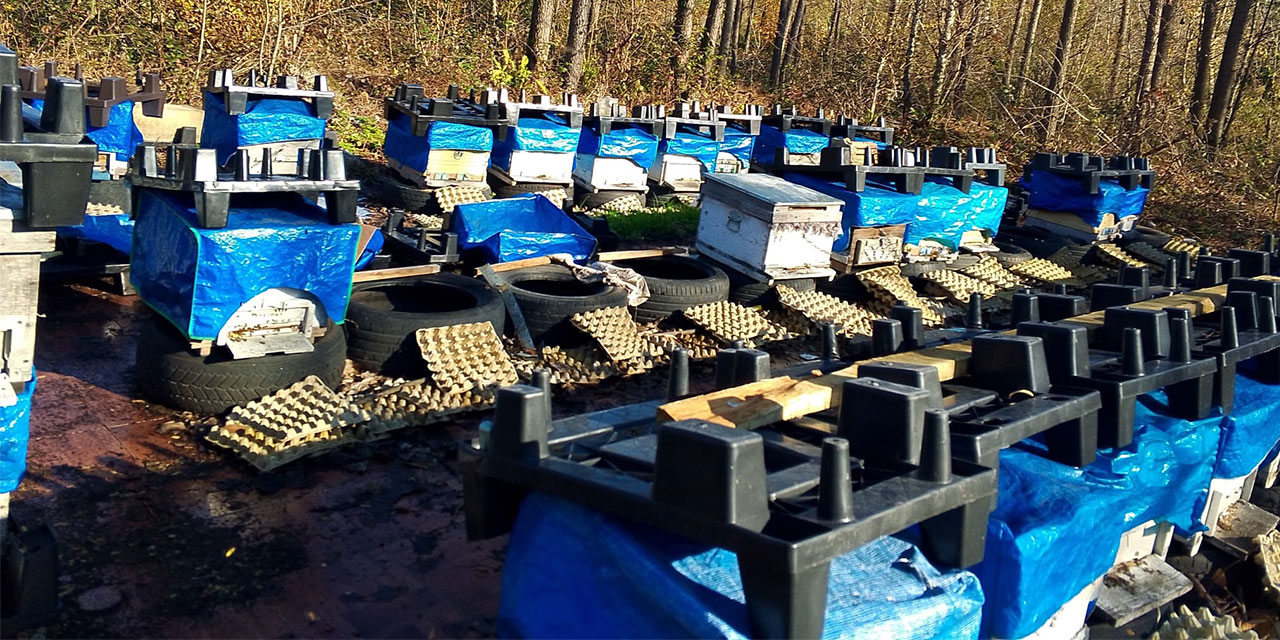 Rize’de 6 kovan arısı çalınan arıcı: "Getirilirse davacı olmayacağım, yerini bildirenlere ödül vereceğim!"