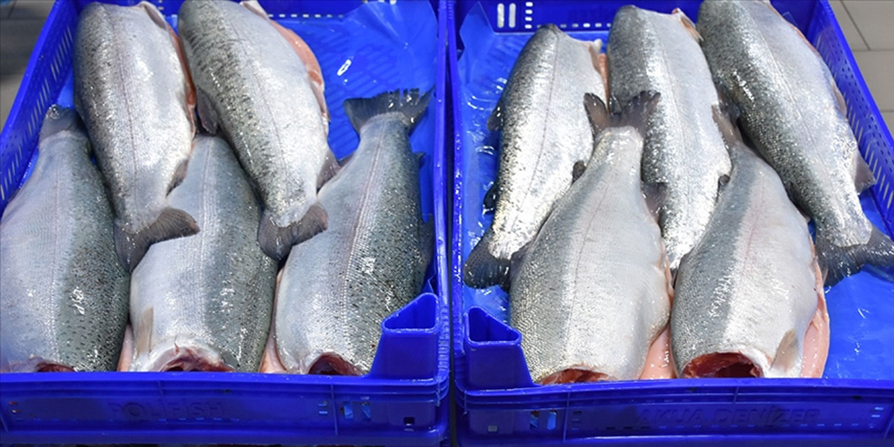 Doğu Karadeniz'in 11 aylık Türk somonu ihracatı 164 milyon doları aştı