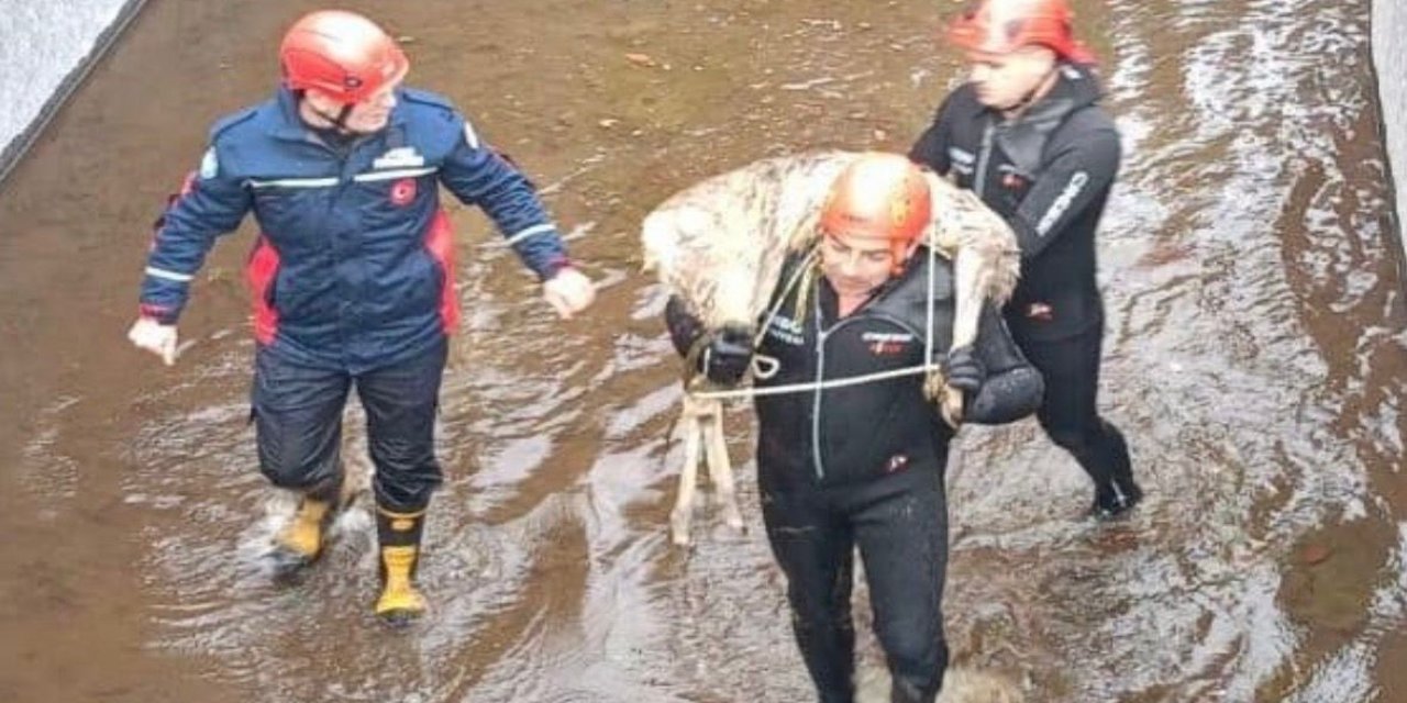 Su kanalına düşen karacayı, itfaiye kurtardı