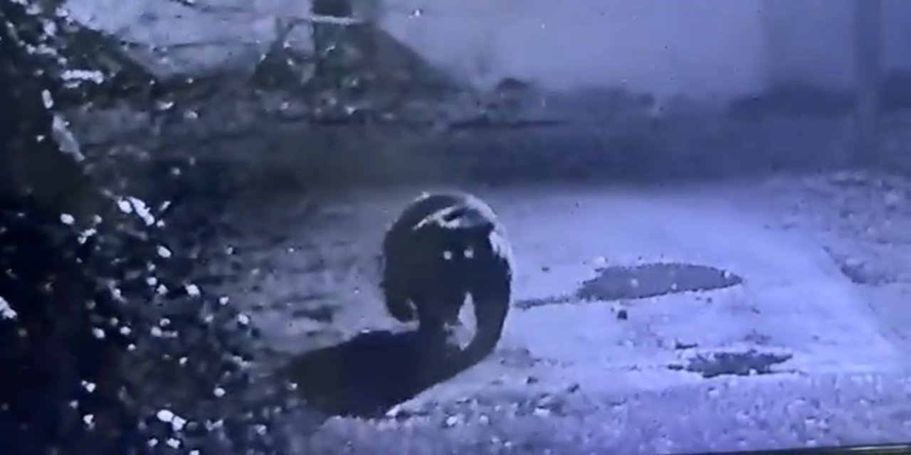 Rize'de avcıların yakalayamadığı ayı güvenlik kamerasına yakalandı