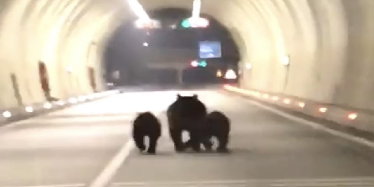 Tünele giren bozayı ile 2 yavrusu kamerada