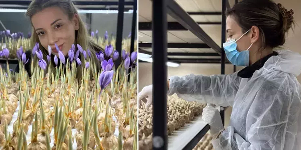 Mesleğinden vazgeçip, safran üretimine başladı; gramı 700 TL