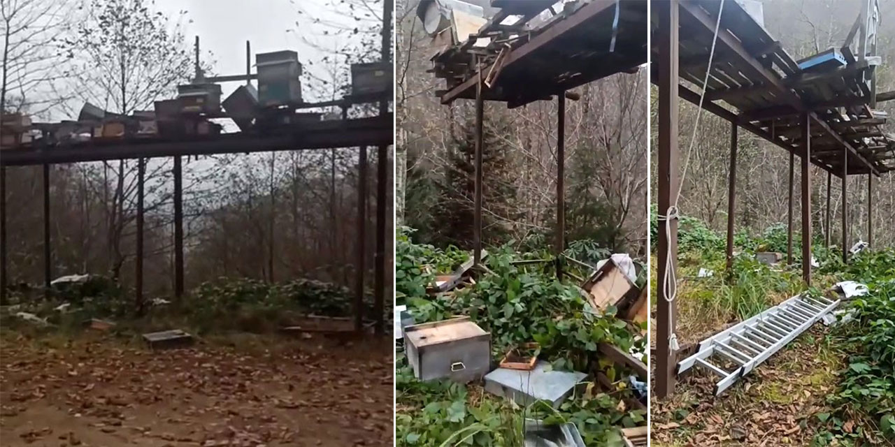 Rize’de ayılara demir profilli tezgah da çare olmadı