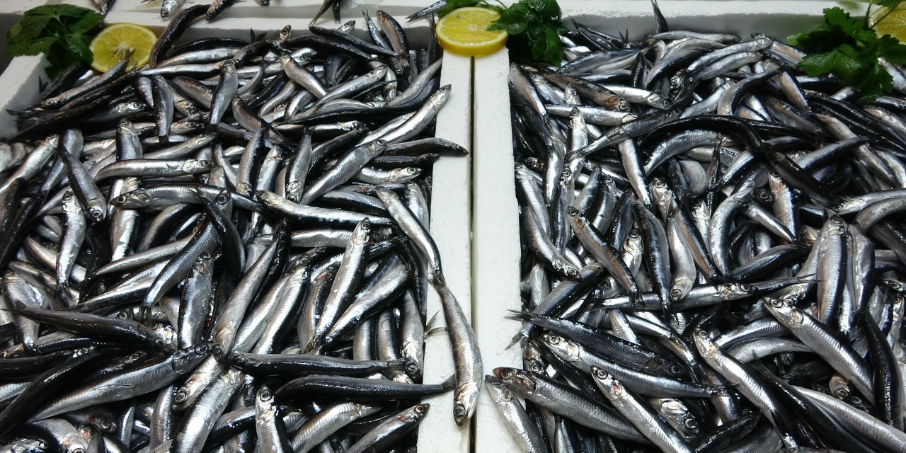 Karadeniz’de hamsi bolluğu sürüyor, mezgit ise birkaç gündür görünmüyor